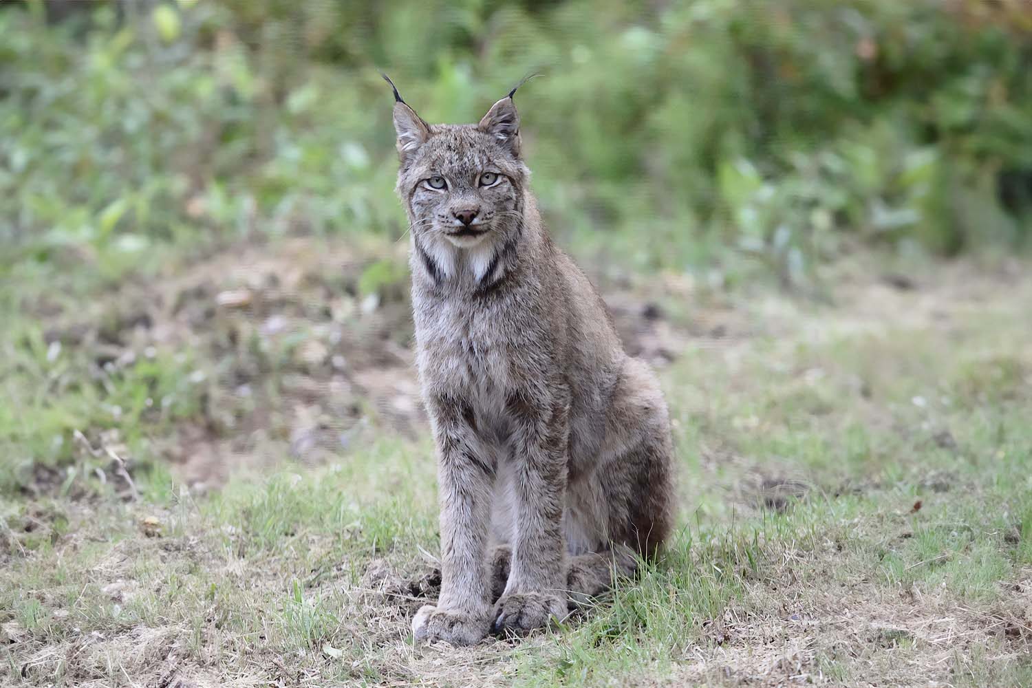 Lynx sitting on grass in Yukon