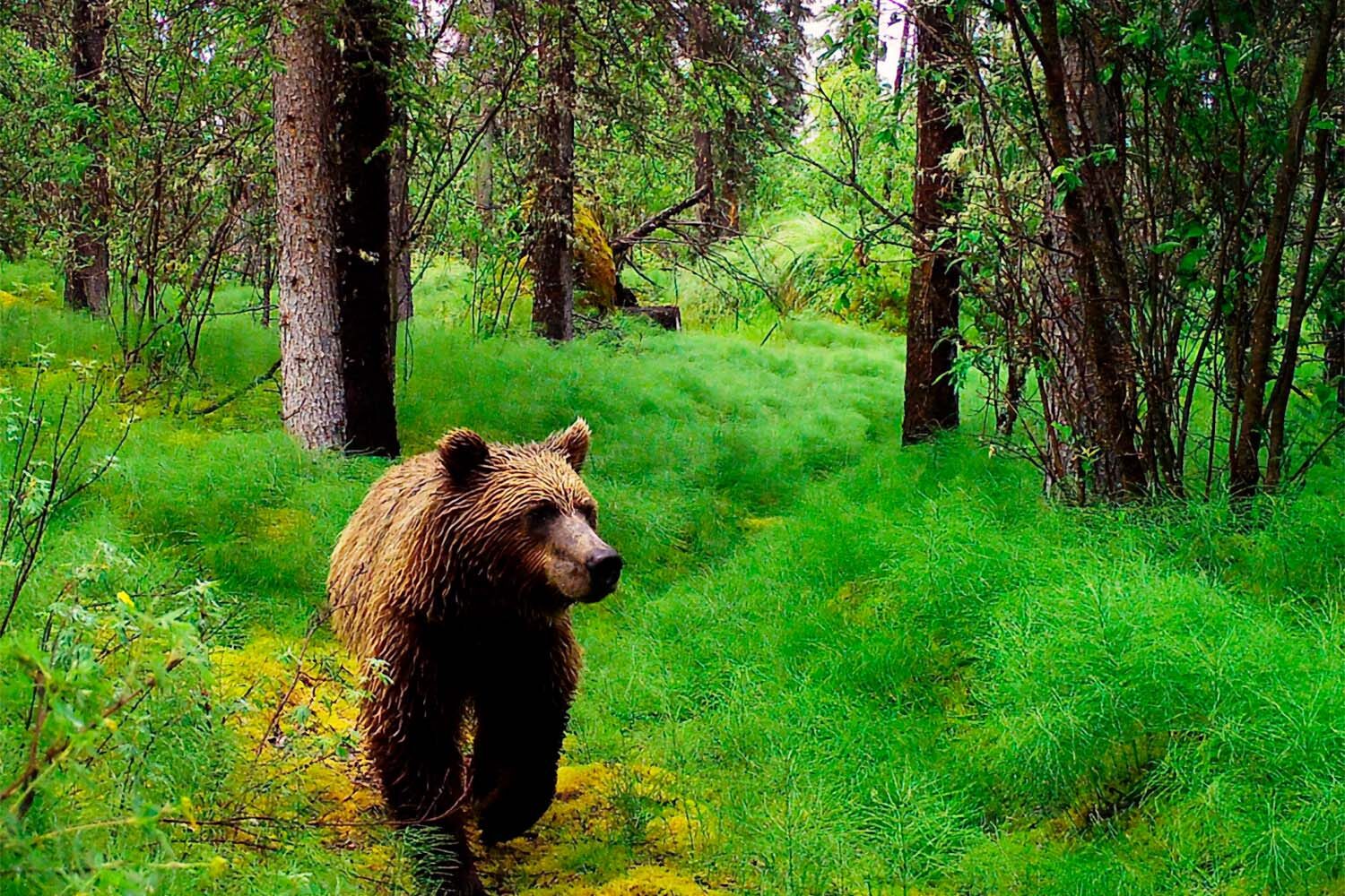 Bear walking in green Canadian forest