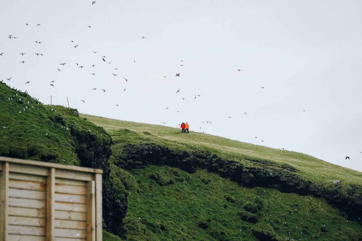 Couple on a cliff by puffins in Vestmannaeyjar islands
