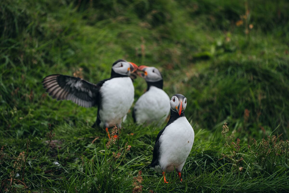 Family of puffins in Vestmannaeyjar islands