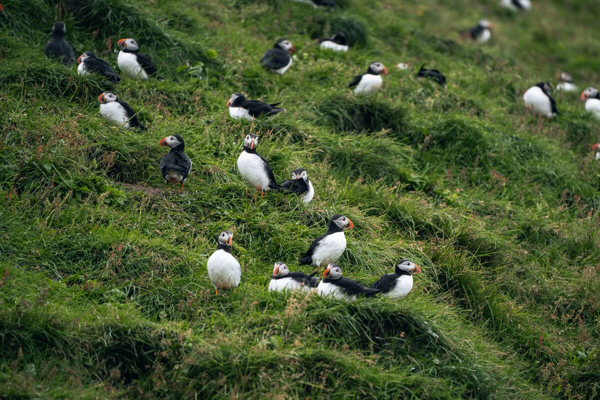 Lots of puffins on cliff in Vestmannaeyjar islands