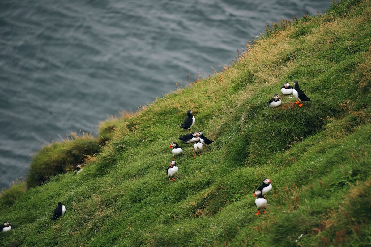 Puffins laying down on Vestmannaeyjar islands
