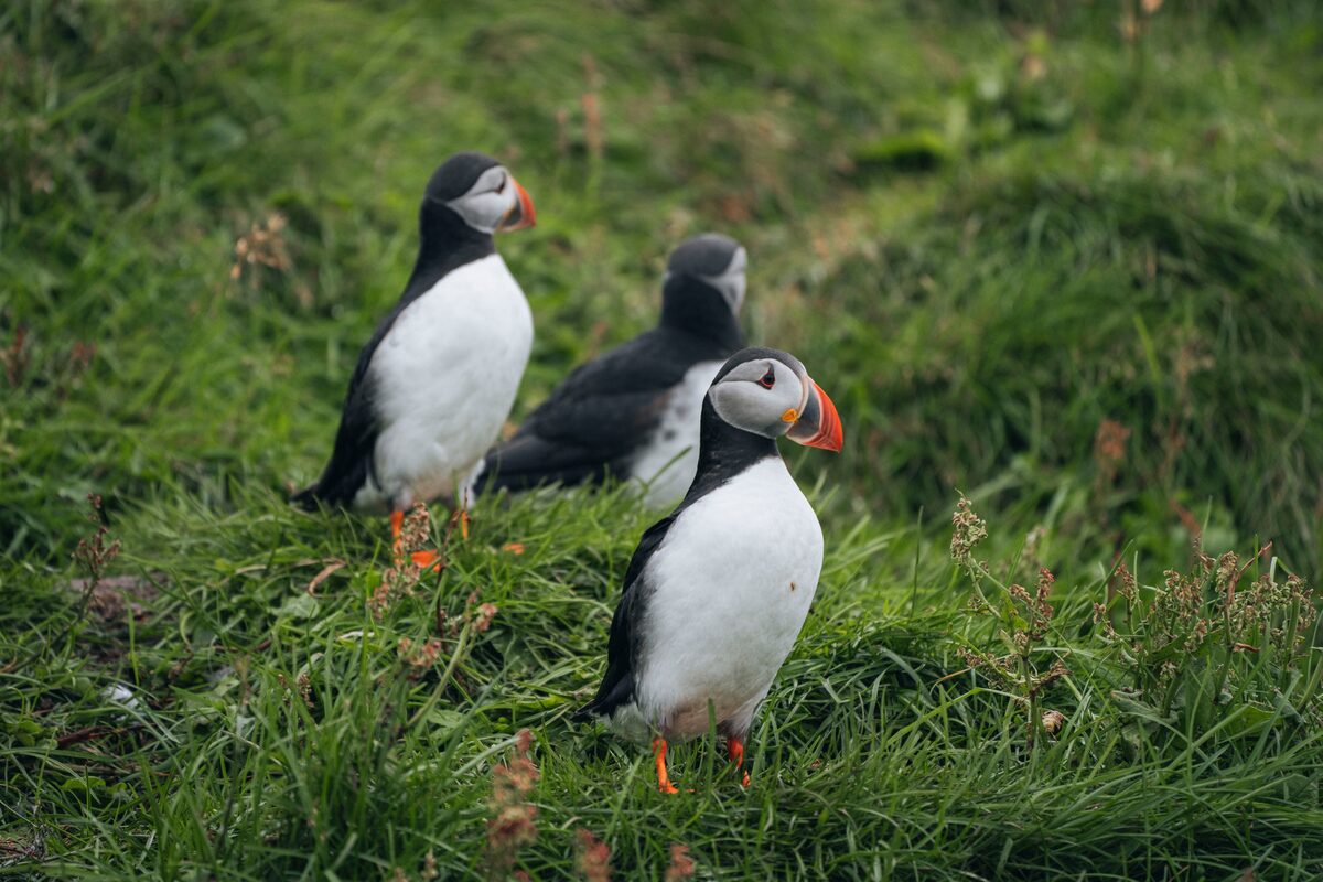 Few puffins sits on grass