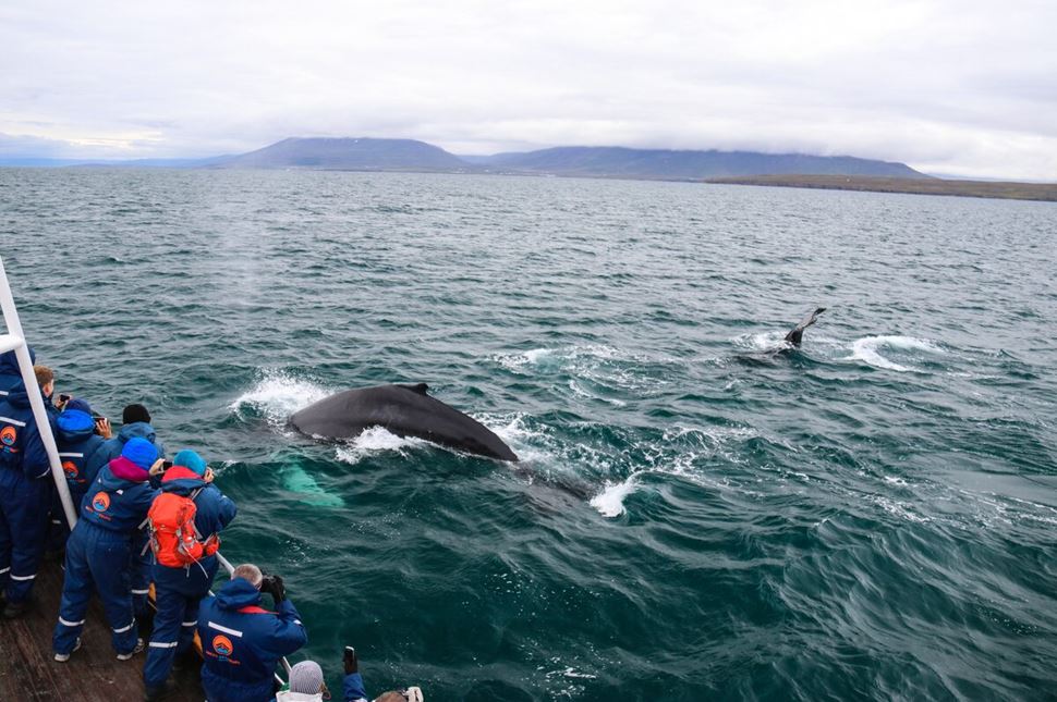 Boat tour to watch whales in Iceland
