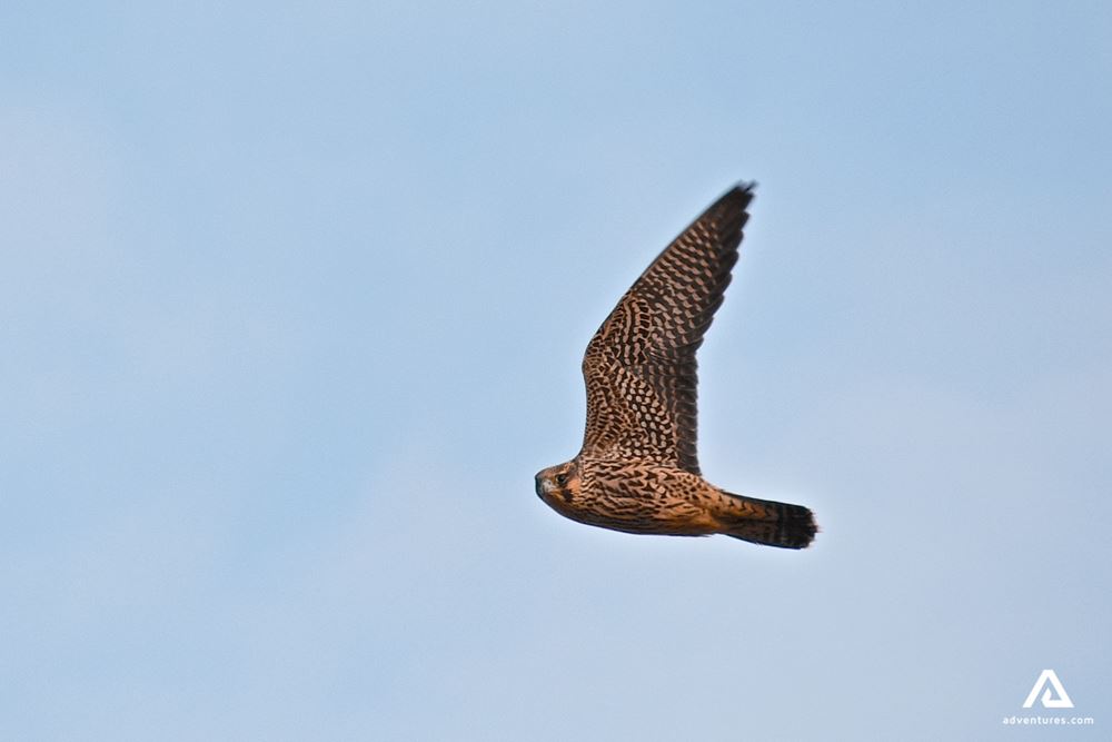 Peregrine falcon in Tasiujaq 