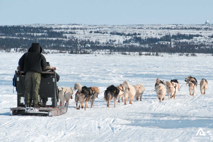 Dog-sleds riding in Kuujjuaq 