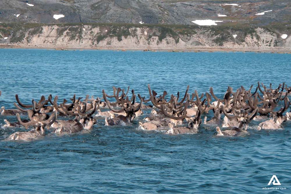 Caribou herd crossing river