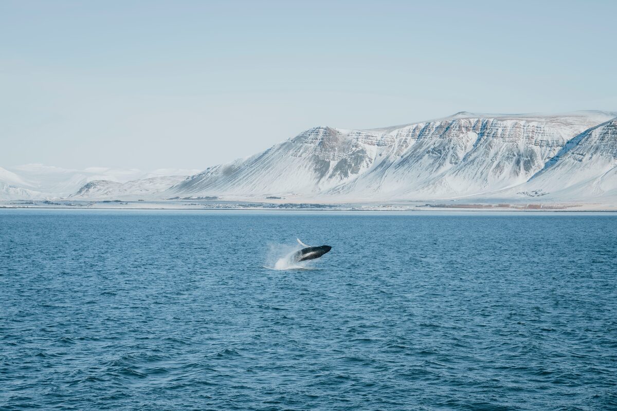Whale jumping from ocean by Rekjavik in front of view of snow covered Fjords.