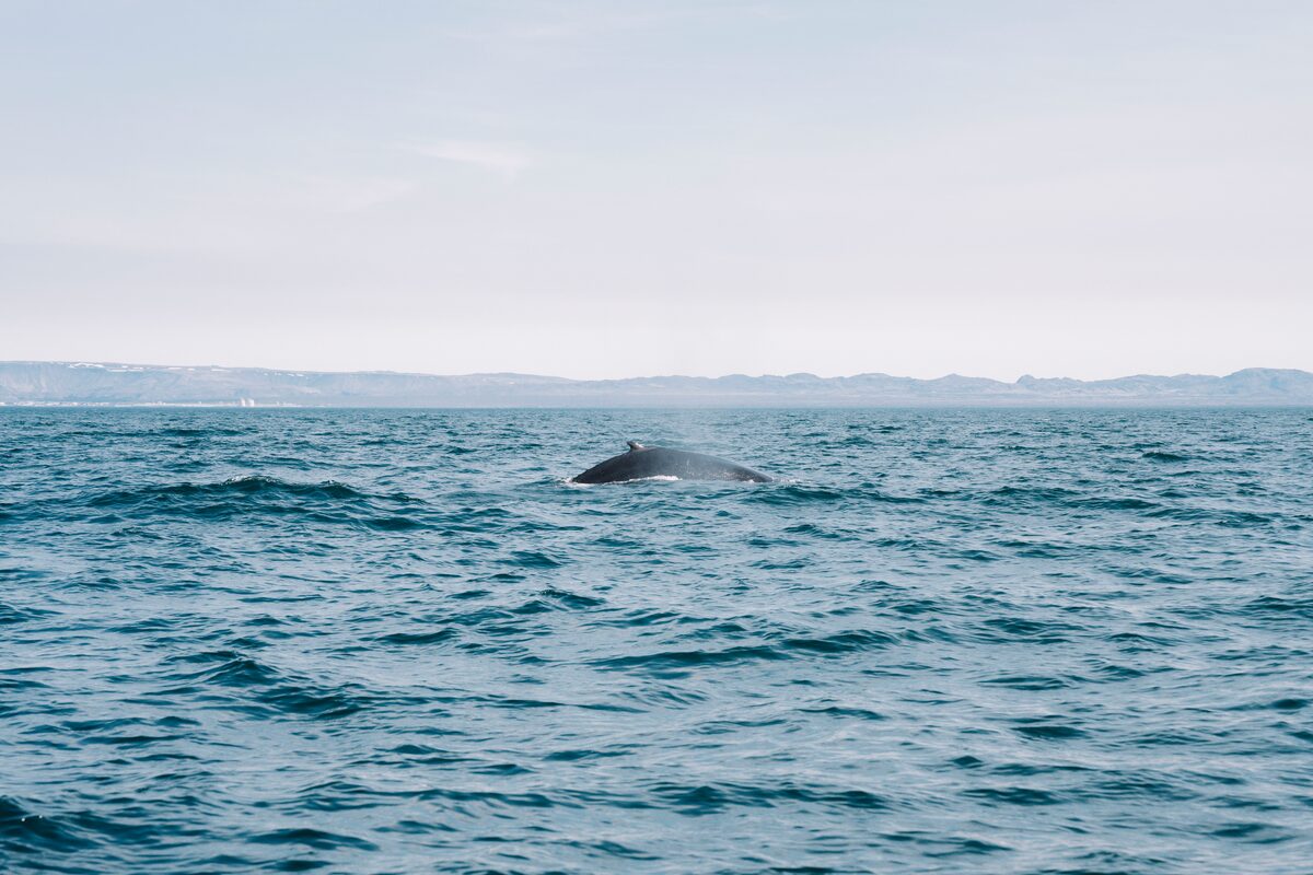 Whale sighting from ocean view during early sunset.