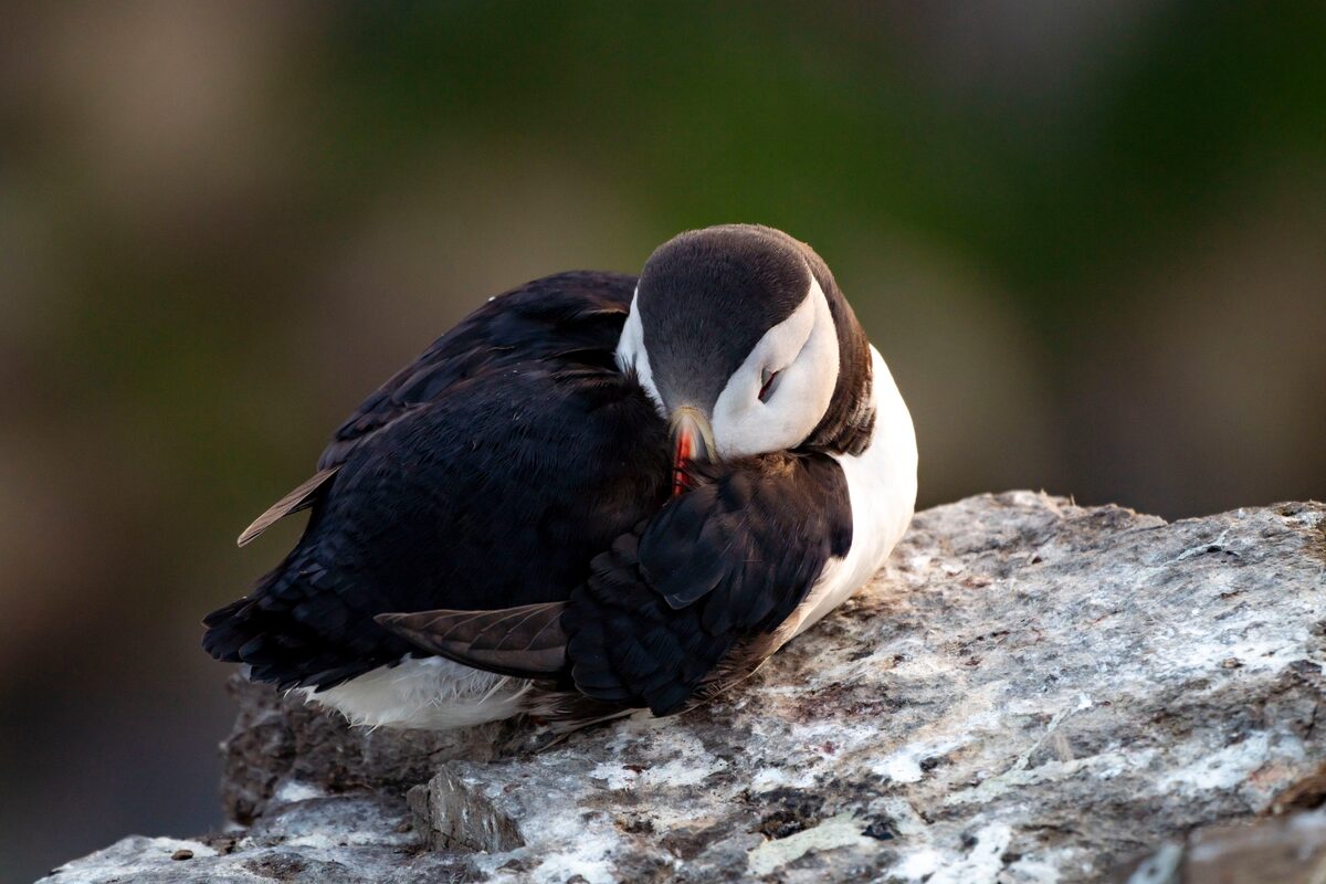 Puffin curled up and sleeping on Akurey island in Iceland during summer.