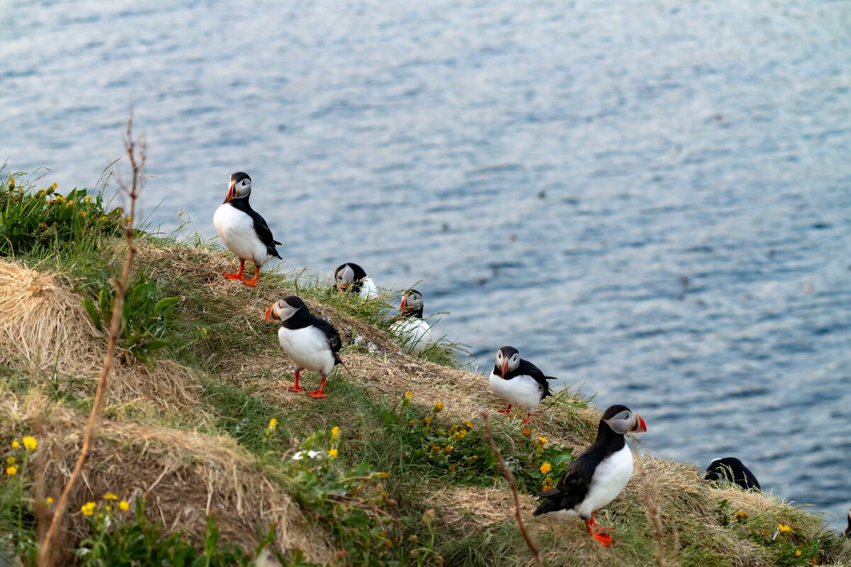 Group of puffins resting on grassy cliff next to ocean in summer.