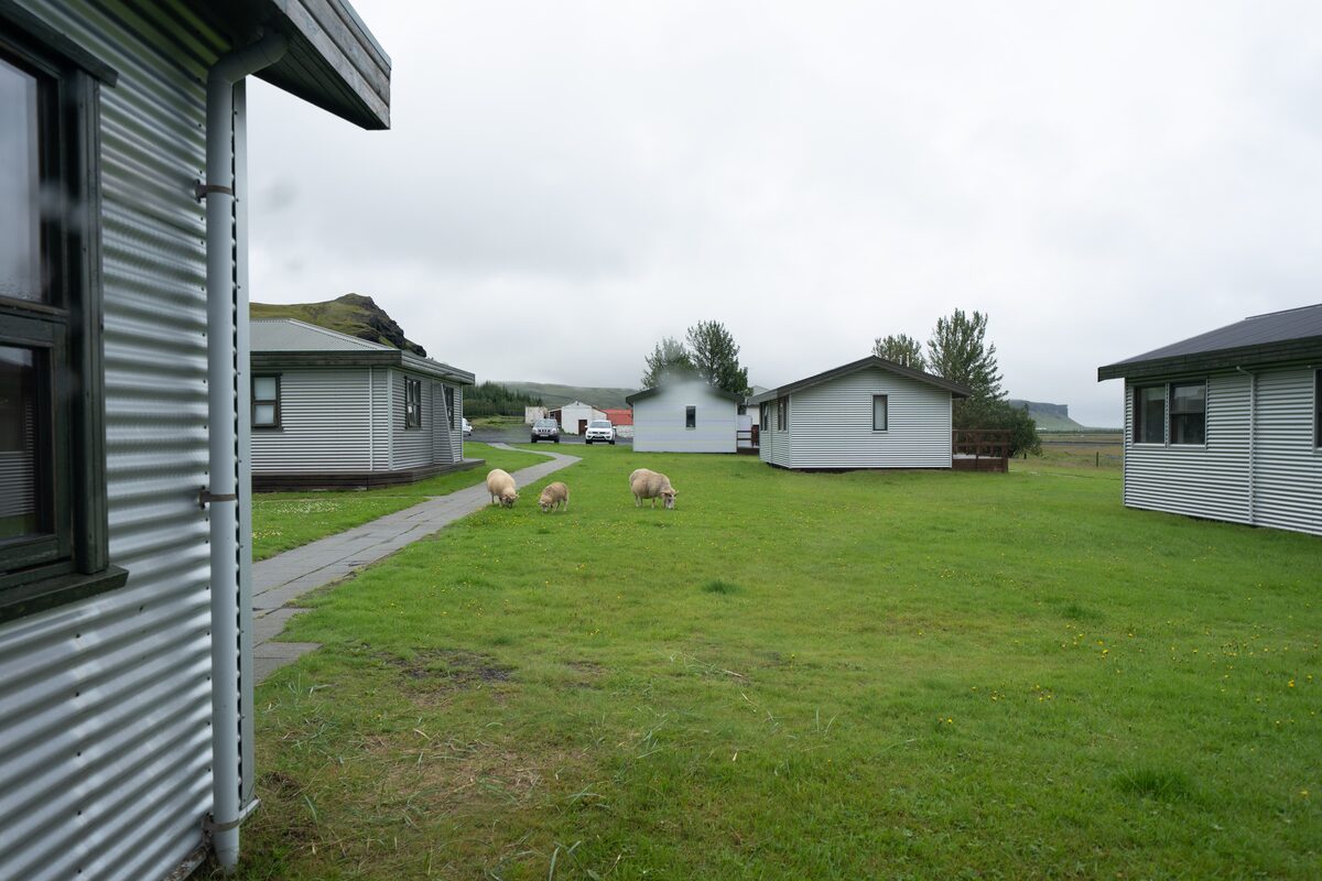 Outside Of Geirland Hotel And Sheep Nearby in iceland
