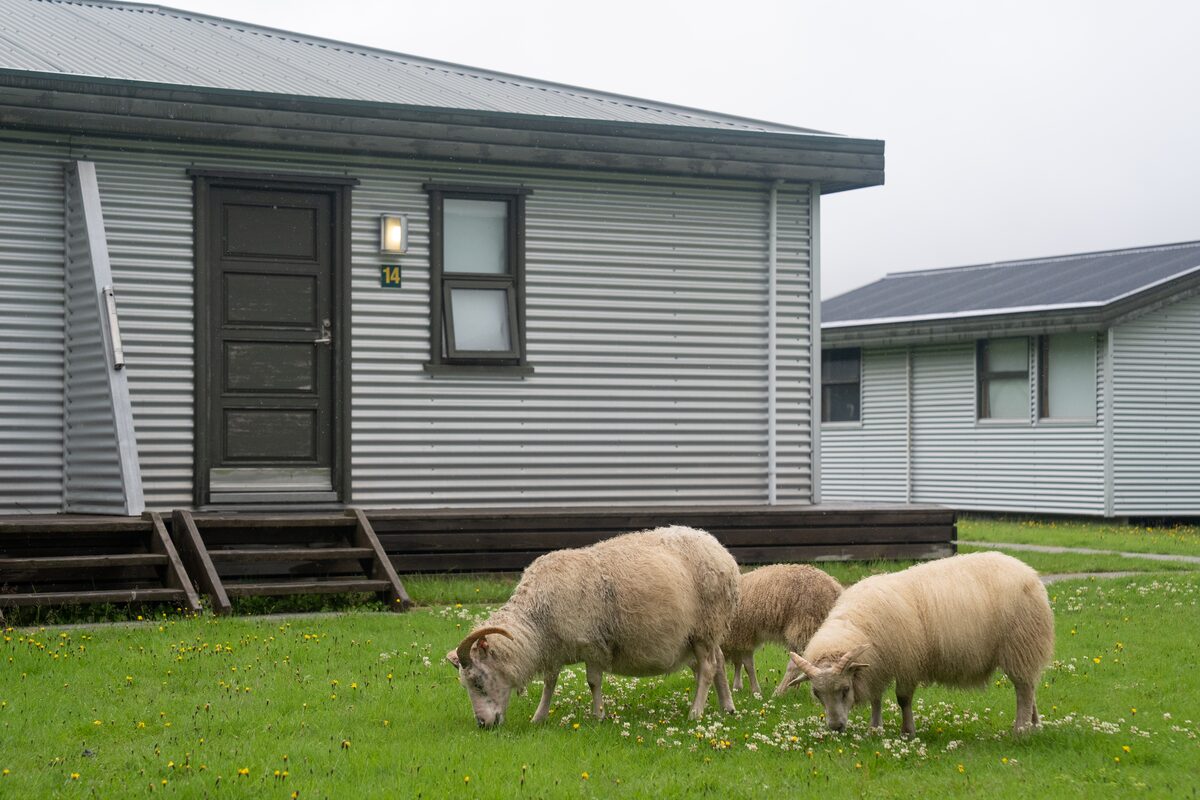 Sheep In From Of A House At Hotel Geirland in iceland
