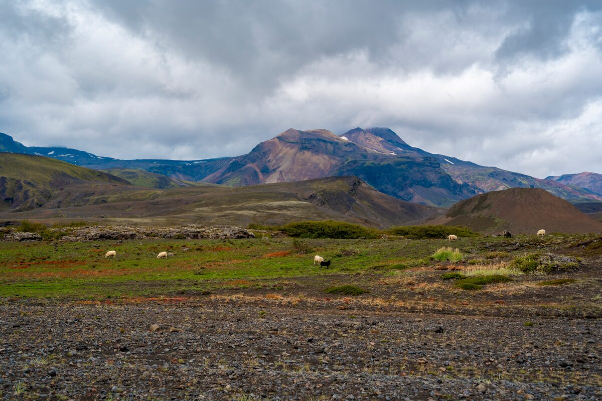 Sheep On Laugavegur Trail in iceland