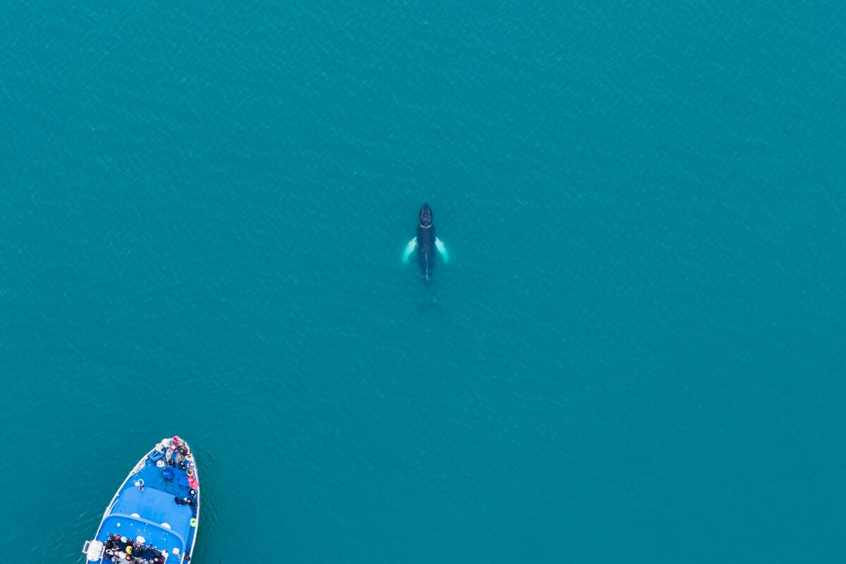 Whale In The Sea Photographed From A Drone Near Reykjavik in iceland