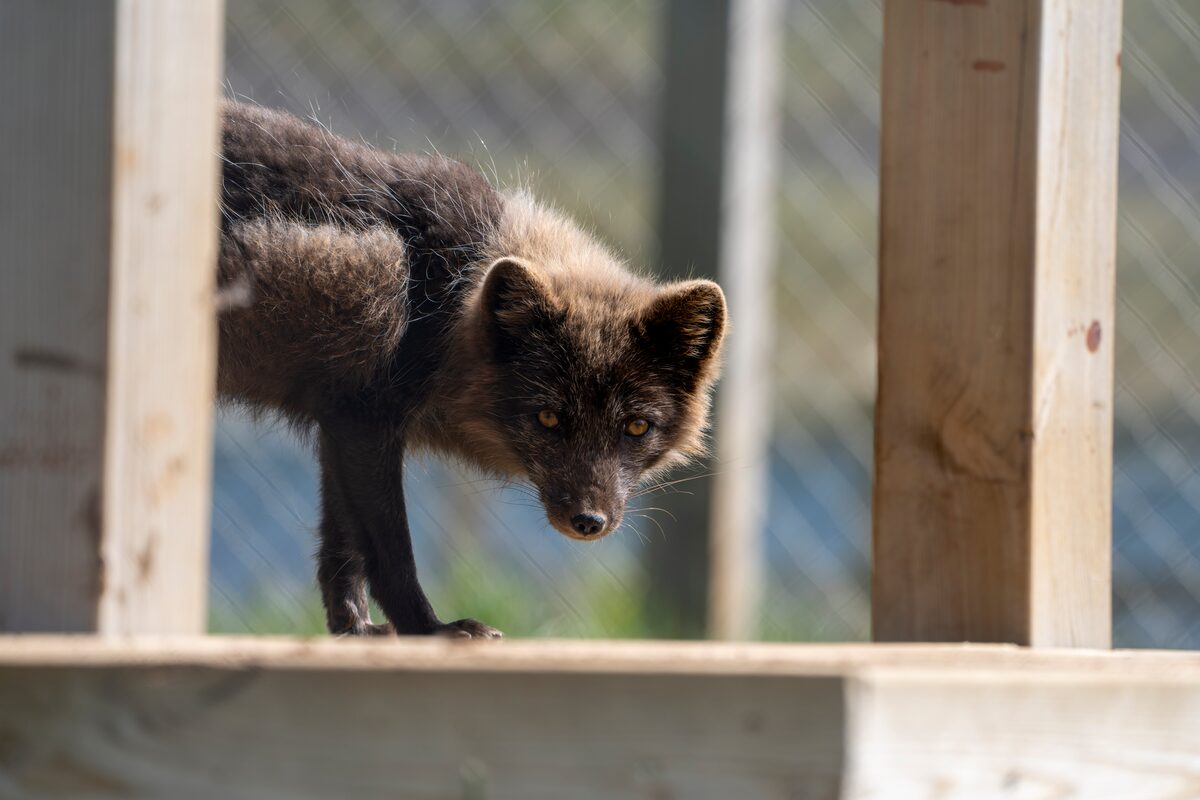 Arctic Fox In Westfjords in iceland
