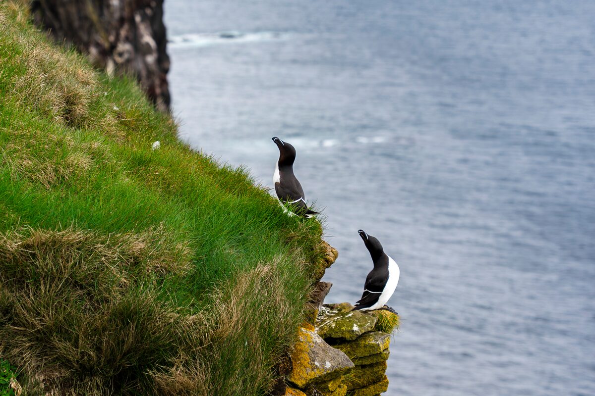 Birds On The Edge Of The Cliff In Westfjords in iceland