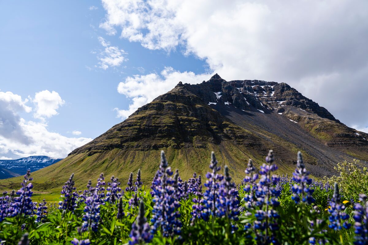 Mountain Near Bolungarvik With Flowers in iceland