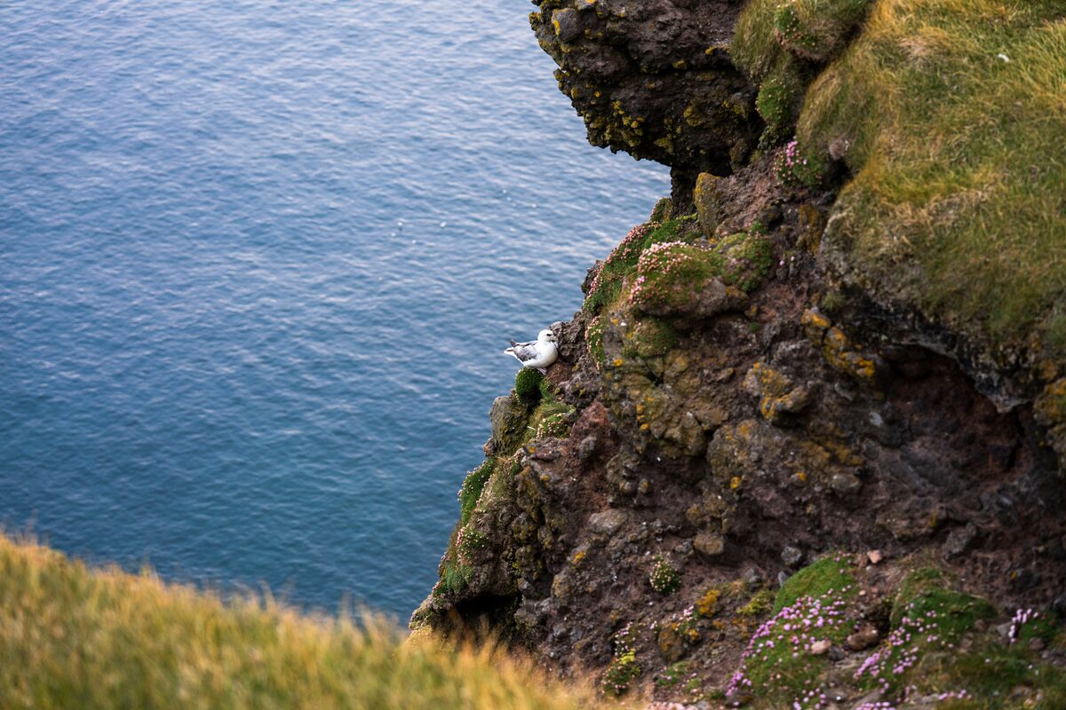 Seagull On A Cliff In Westfjords in iceland