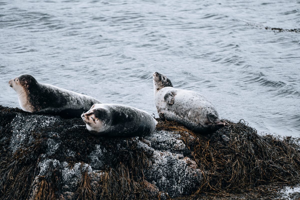 Seals Lying On The Shore In Westfjords in iceland