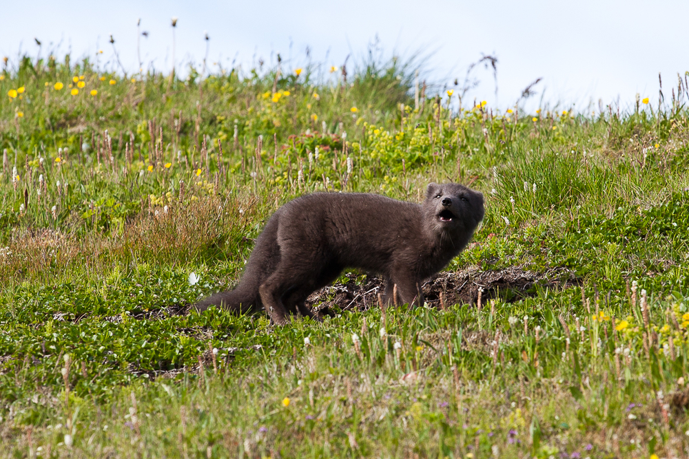 Arctic Fox In Grass At Hornstrandir Nature Reserve in Iceland