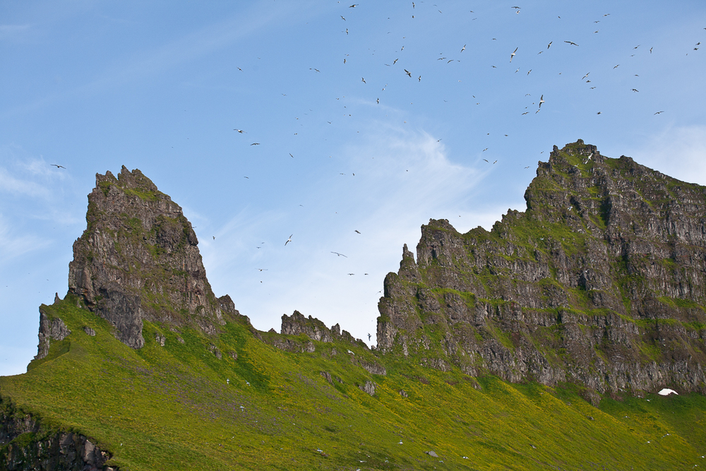 Flock Of Birds Flying Around Stone Hills in Iceland