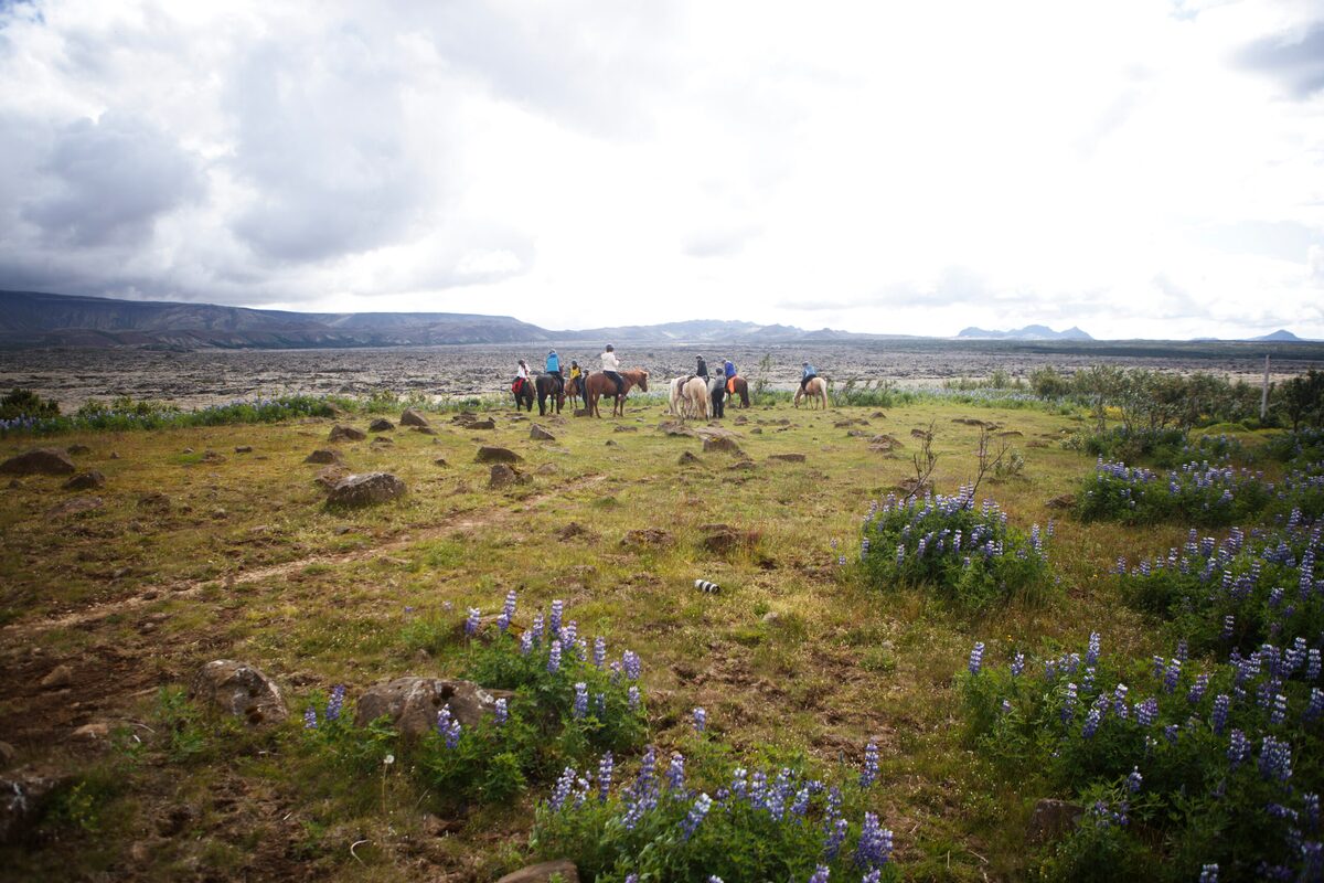 A Group Of People On Horses With Flowers Around Them And Mountain In The Background in Iceland