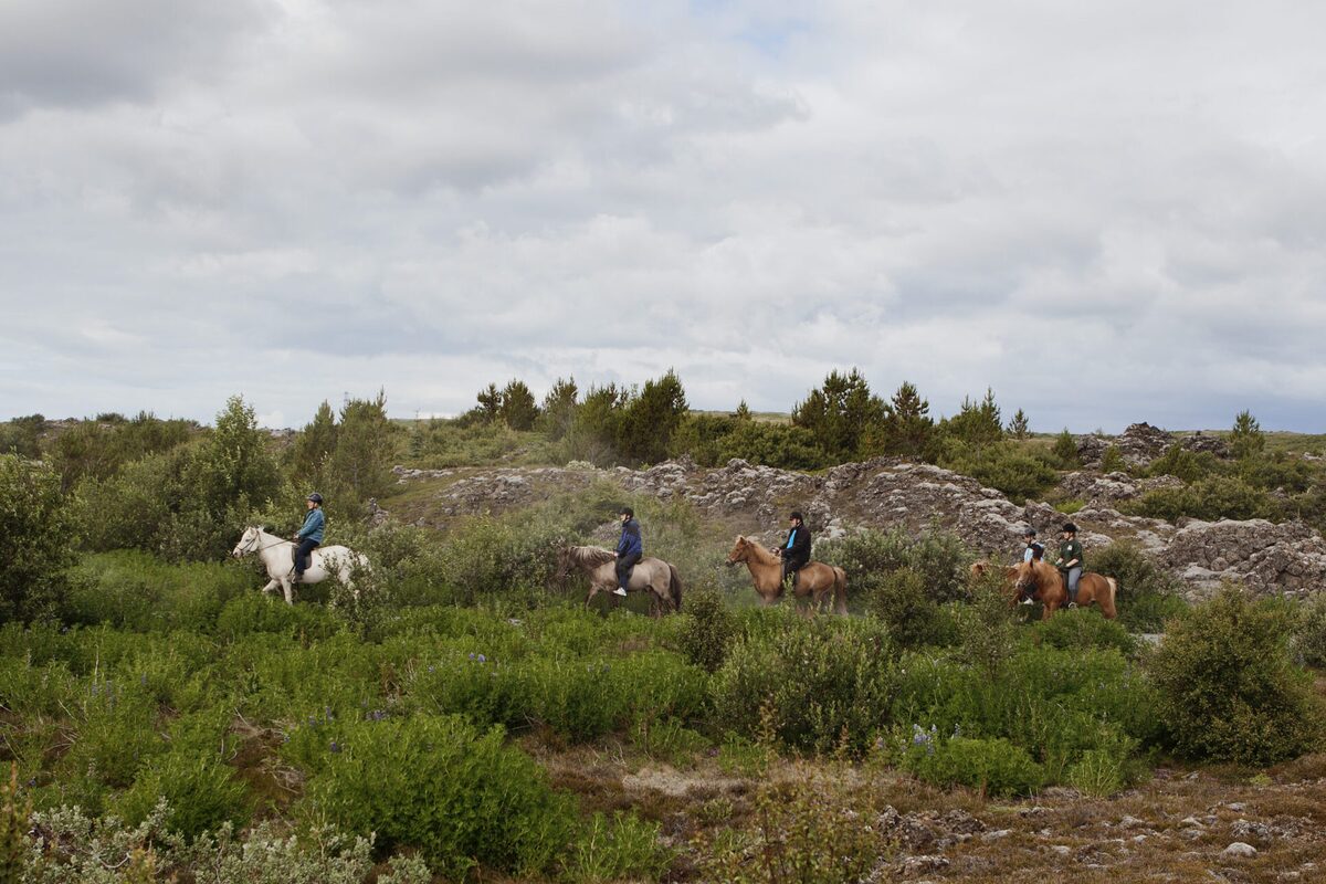 People On A Horse Riding Tour Riding Through Bush Filled Path in Iceland