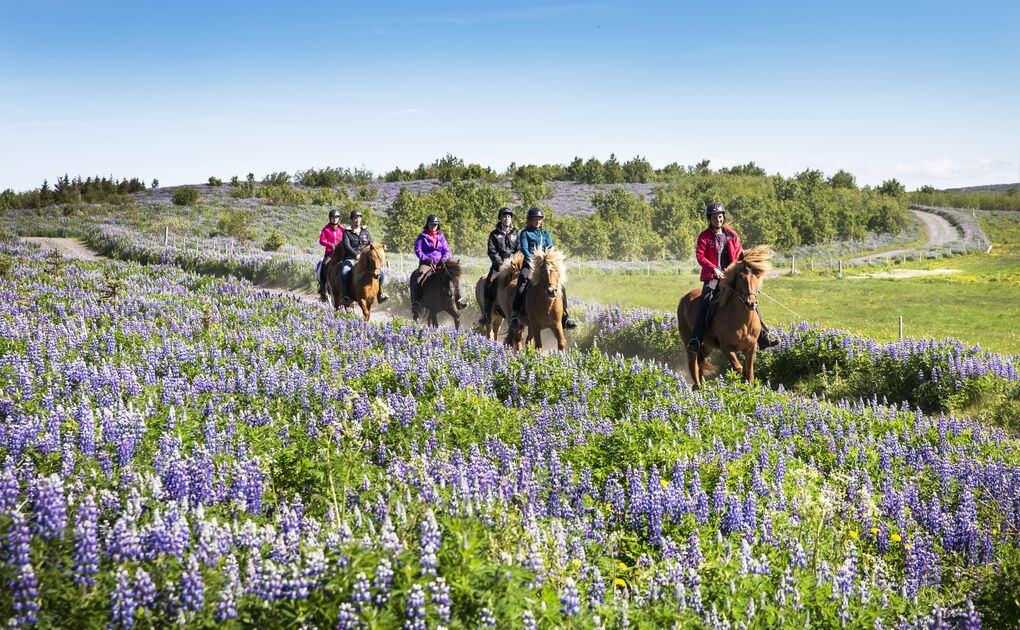 Horse Riding in Iceland - Lava Tour