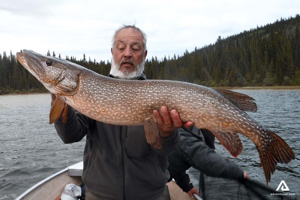 Old man Catch Huge Fish