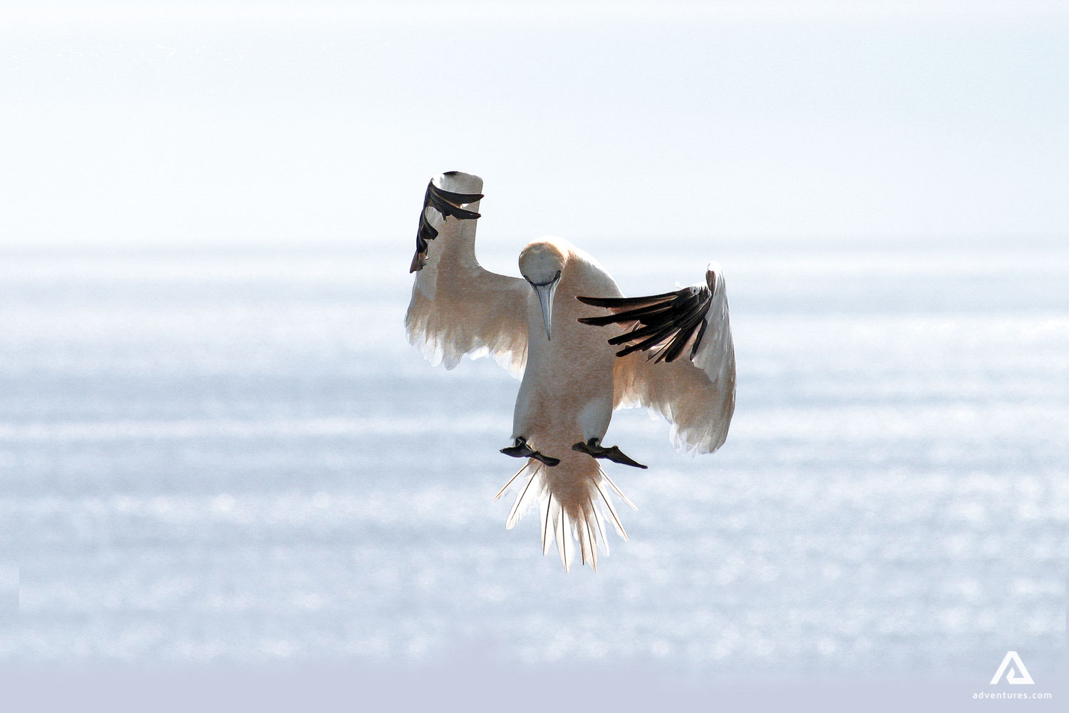 Wildlife bird flying