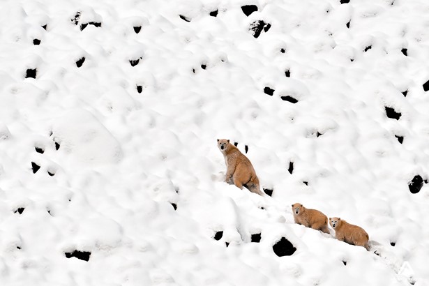 Polar bear and cubs at the snow