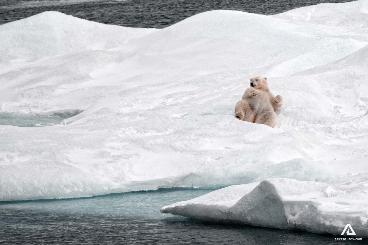 Polar white bear lying