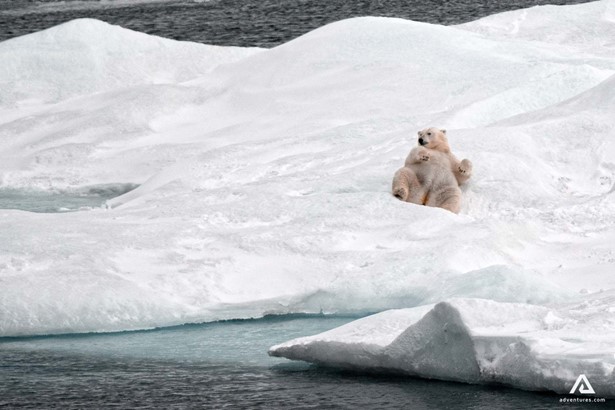 Polar white bear lying