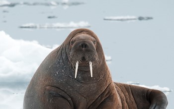 WALRUS & BOWHEAD WHALE WATCHING IN NORTHERN CANADA 