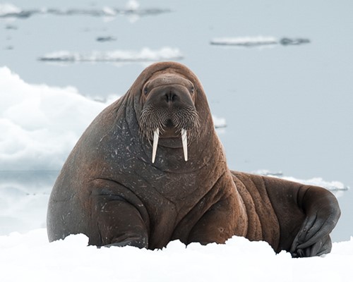 WALRUS & BOWHEAD WHALE WATCHING IN NORTHERN CANADA 