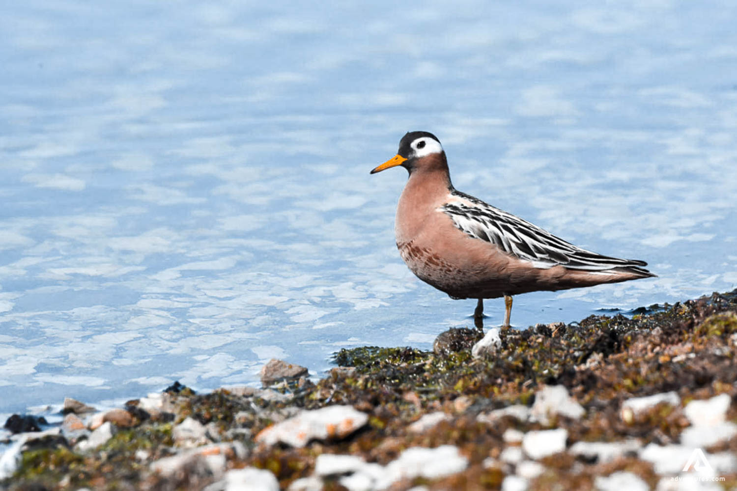 Wildlife Watching Bird 