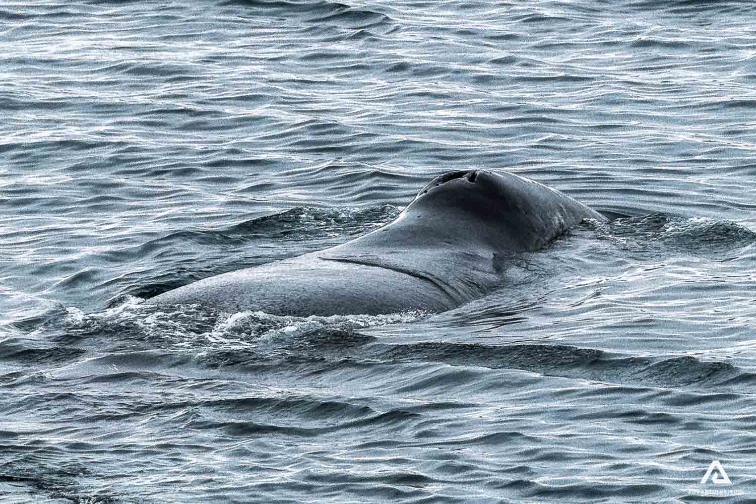 Walrus at water surface