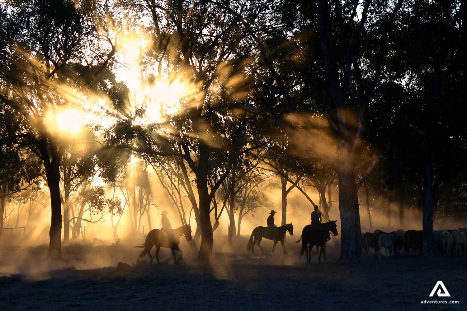Horseback Riding Scenery at Night