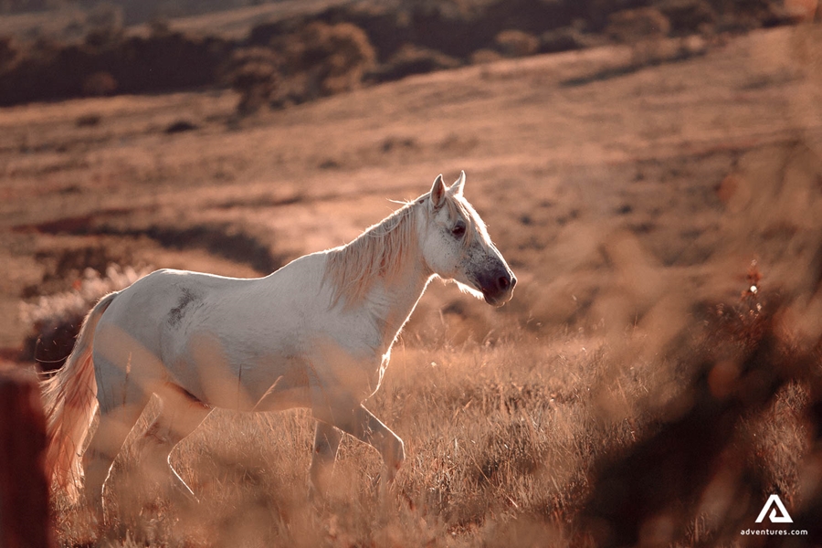 White Horse in Canada