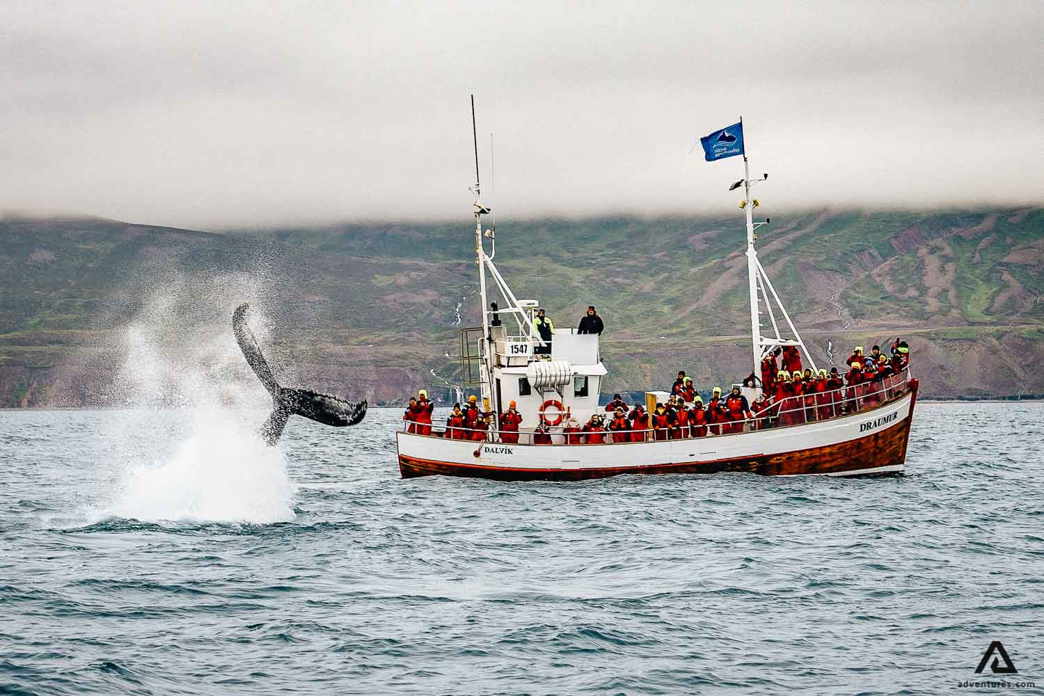 Whale Watching in North Iceland