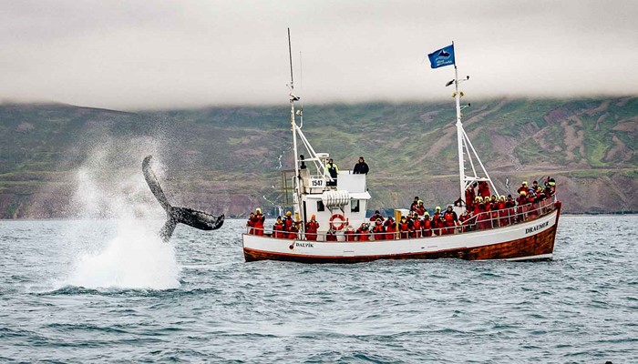 Whale Watching from a boat in Iceland