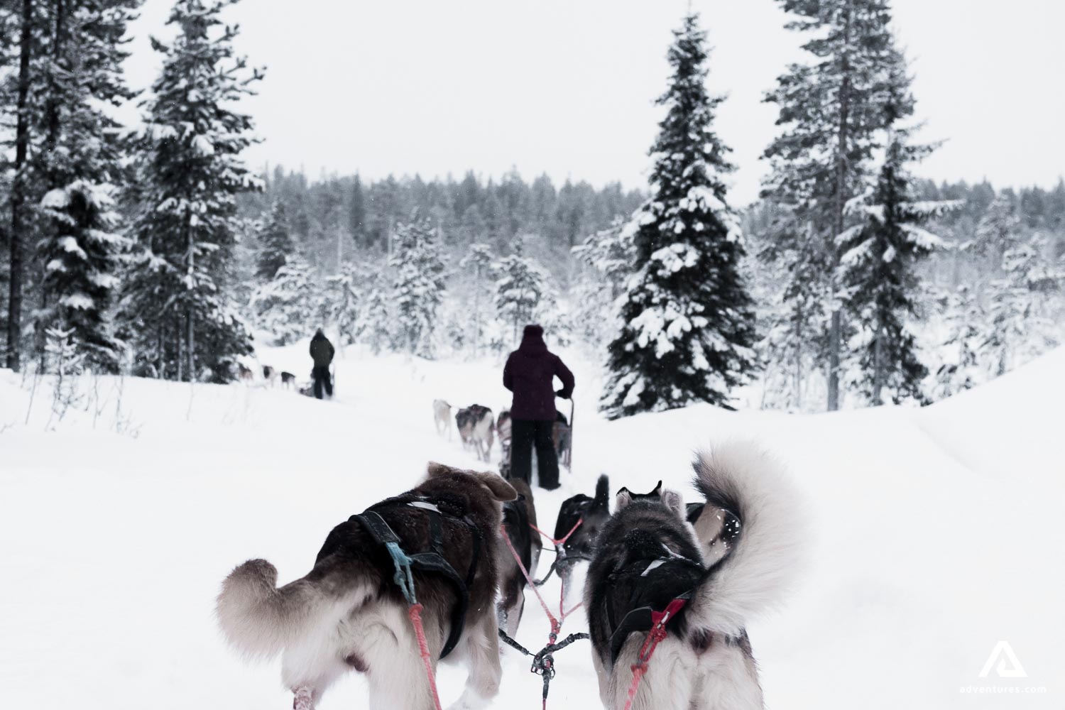 Dog Sledding Tours In Canada