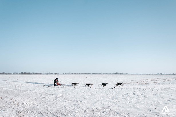 Dog Sledding in winter