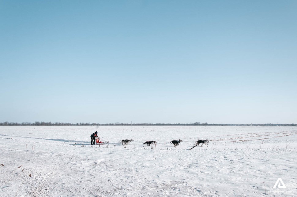 Dog Sledding in winter