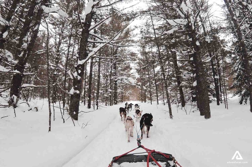 Dog sledding through the forest