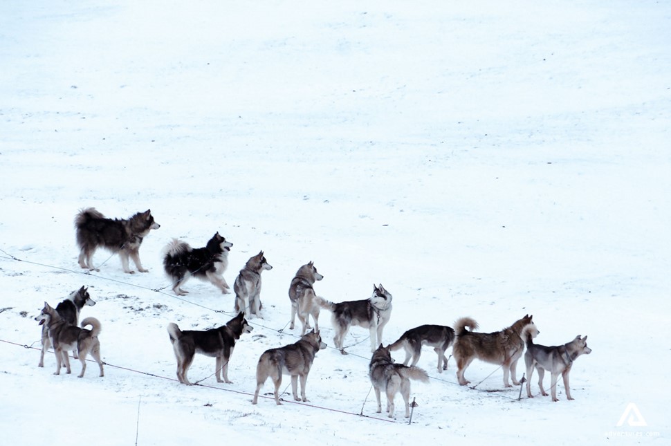 Husky Dog Gang