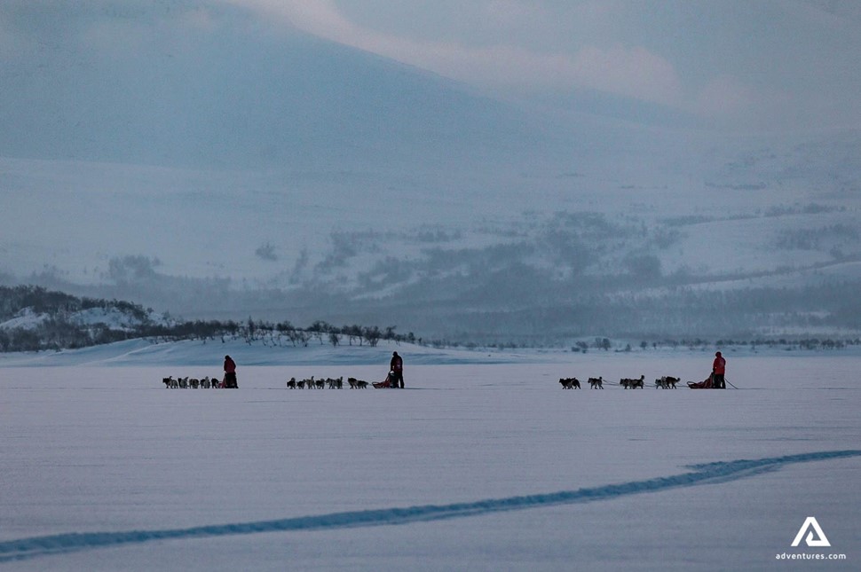 Dog Sledding in the Snowy Landscape 