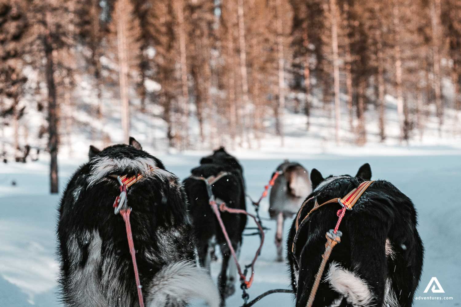 Dog Sledding Tours In Canada