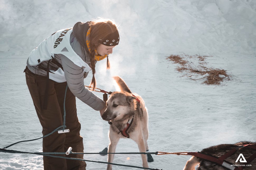 Sled dog training 